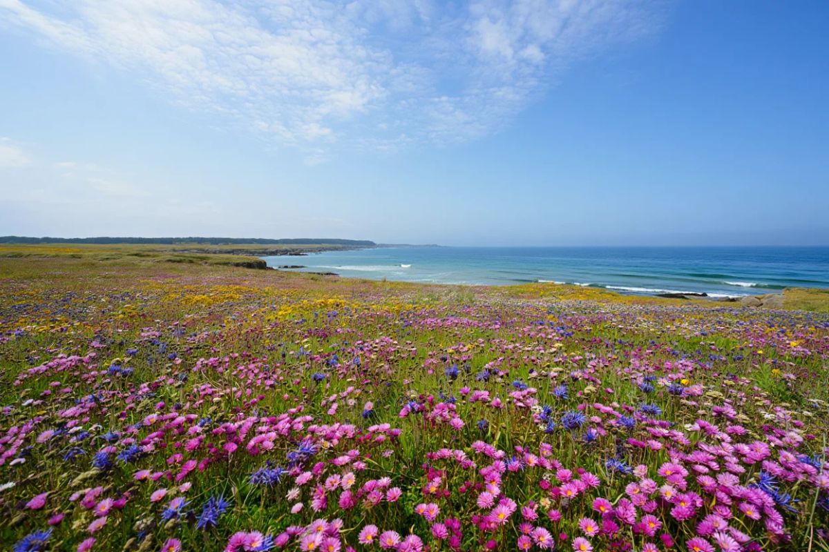 Ile madame