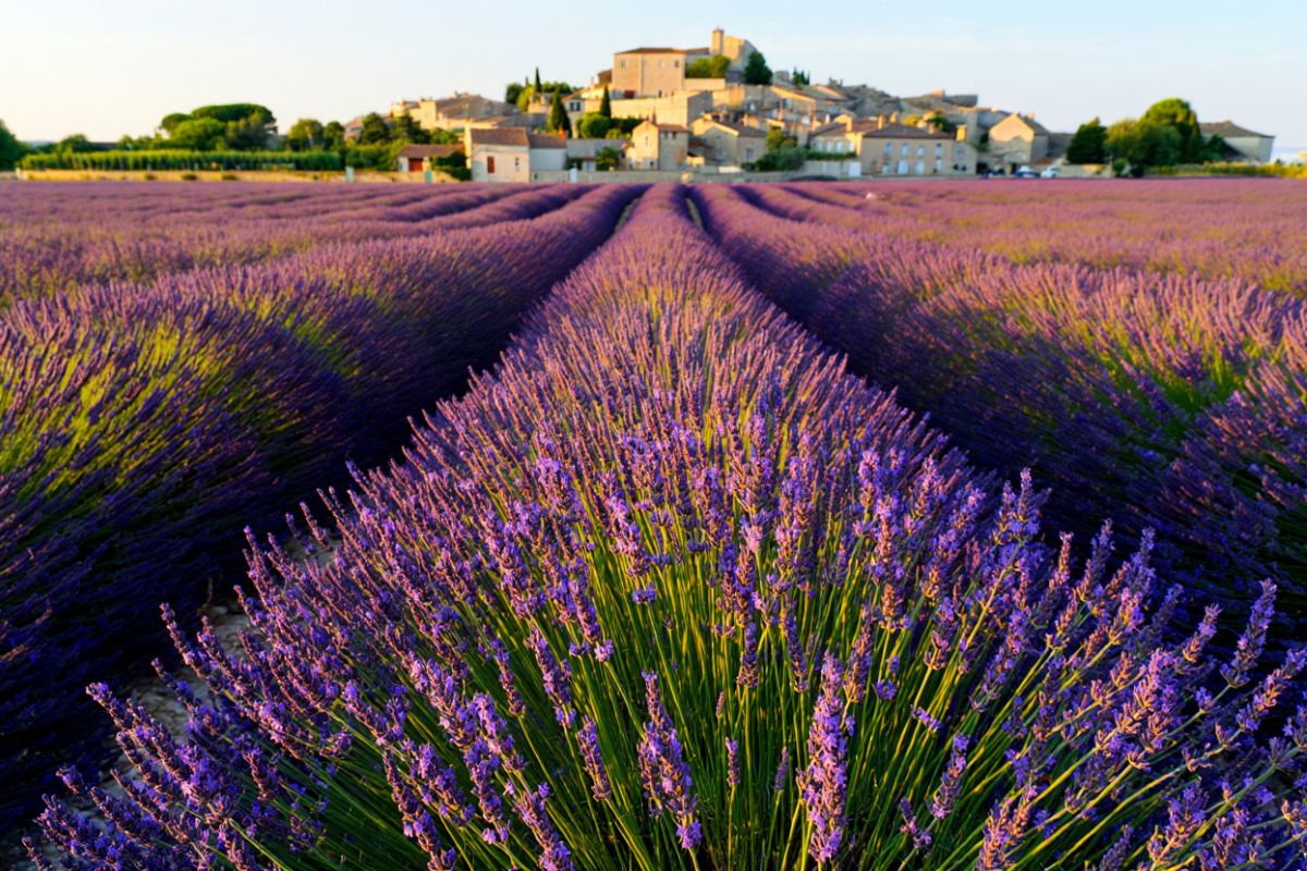 Champs de lavande provence