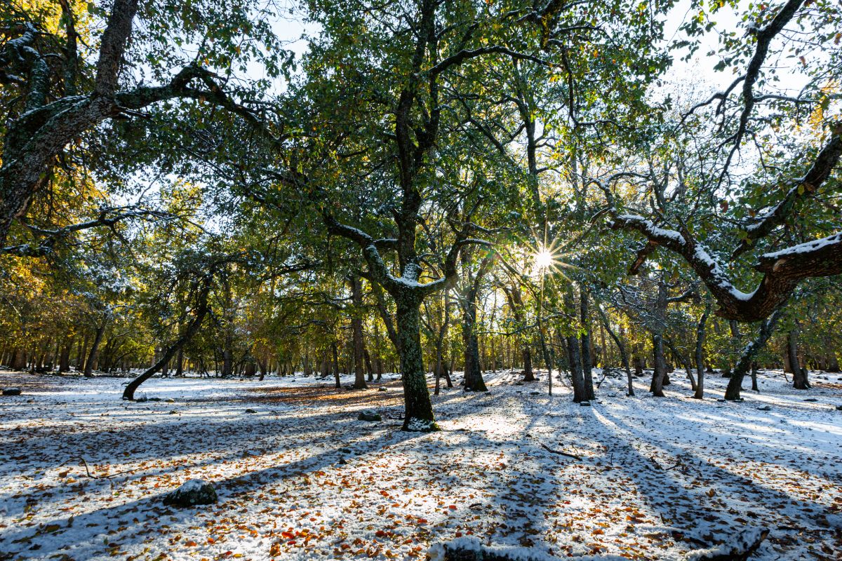 Ifrane sous la neige Ifrane sous la neige