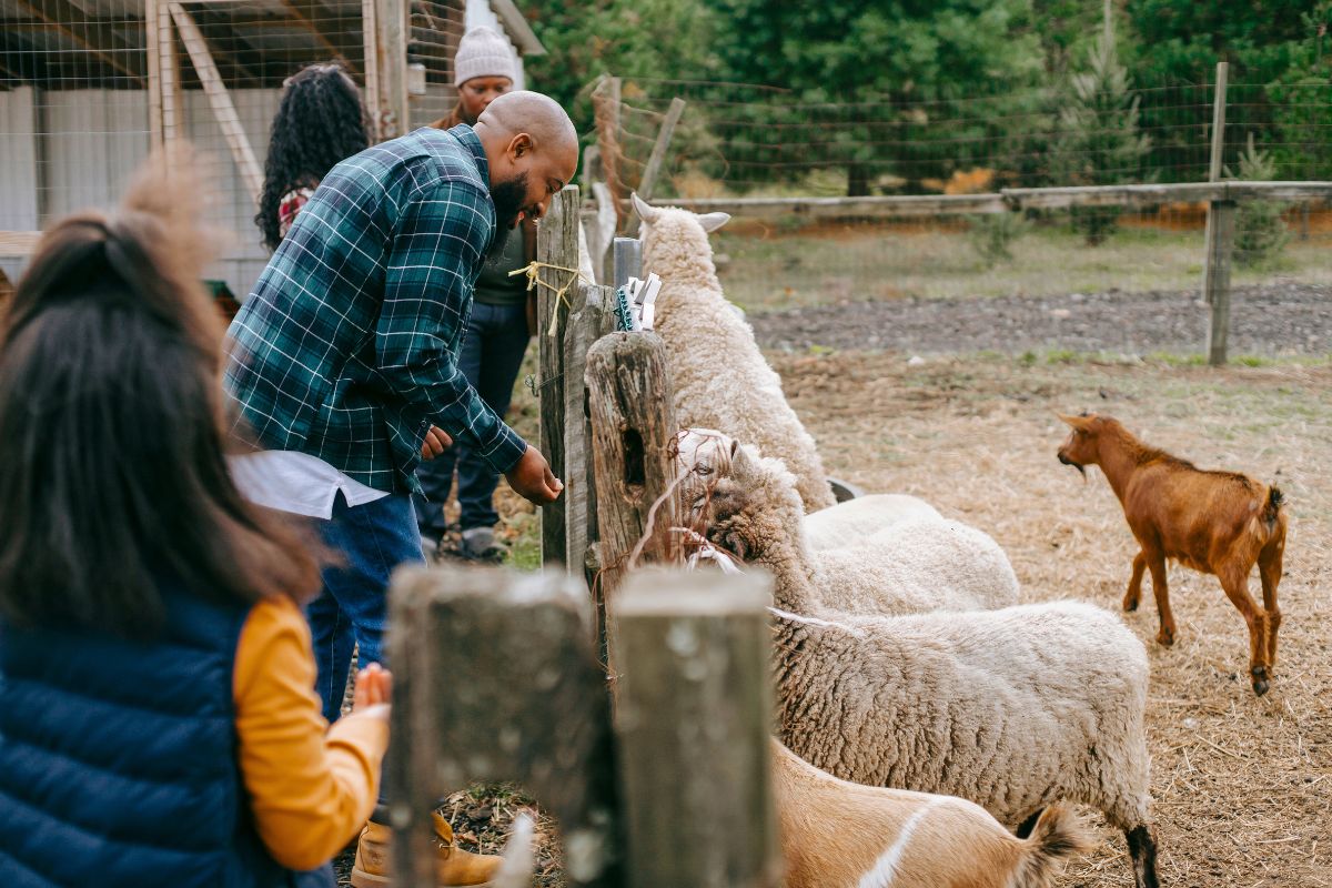 séjour à la ferme en famille séjour à la ferme en famille