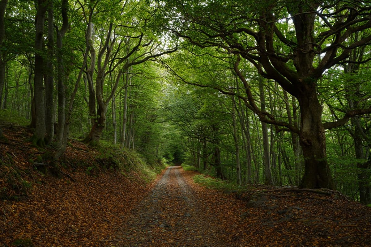 Randonnées près de Lille