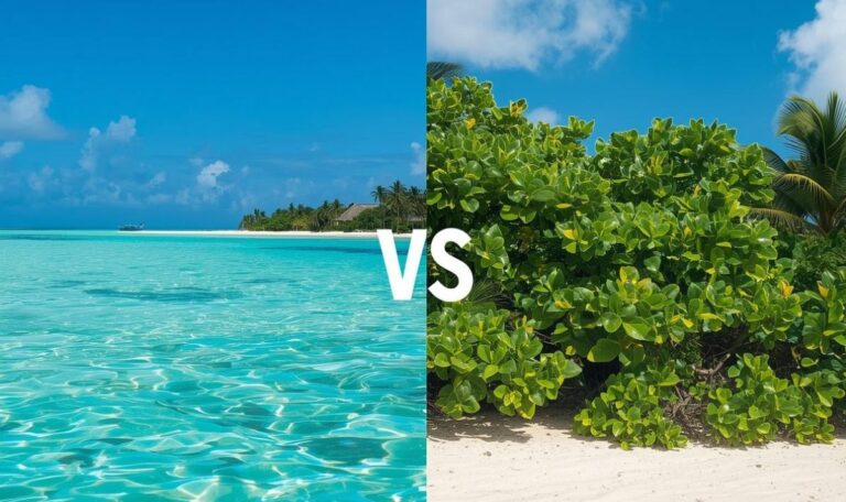 Maldives Vs Zanzibar