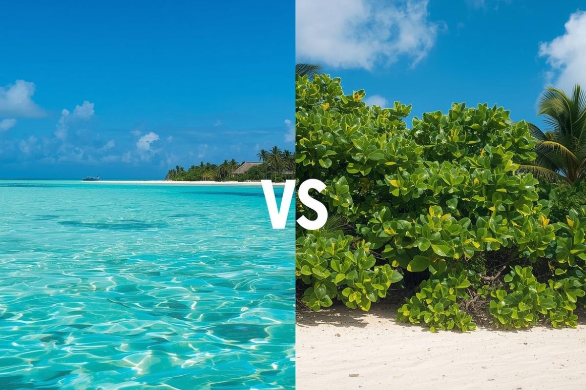 Maldives Vs Zanzibar